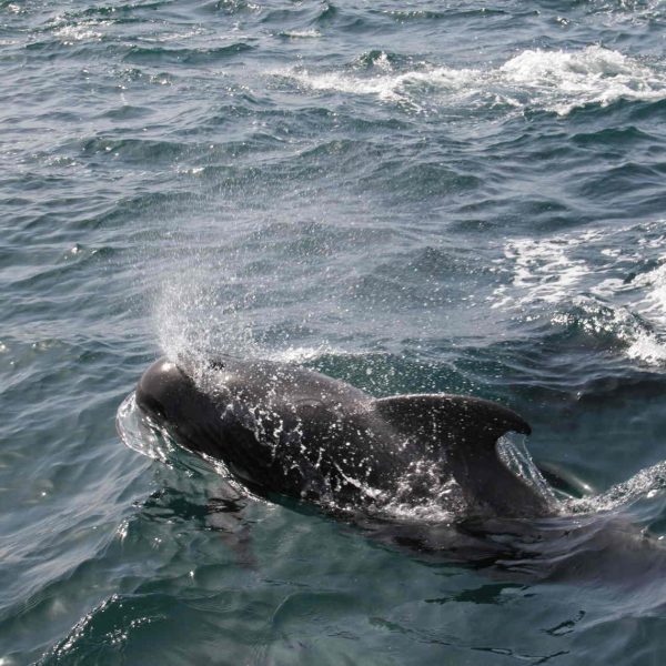 Salut-les-globic�phales